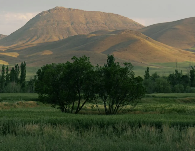 green trees and mountains